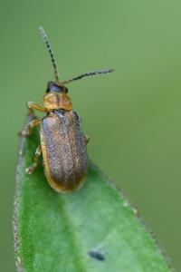 <i>Galerucella</i>