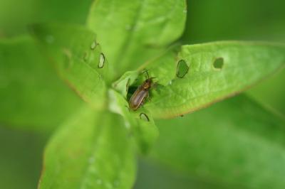 <i>Galerucella</i>