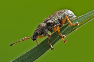 <i>Phyllobius pyri</i>