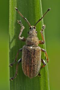 <i>Phyllobius pyri</i>