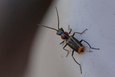 <i>Axinotarsus pulicarius</i>