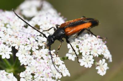 <i>Stenurella melanura</i>