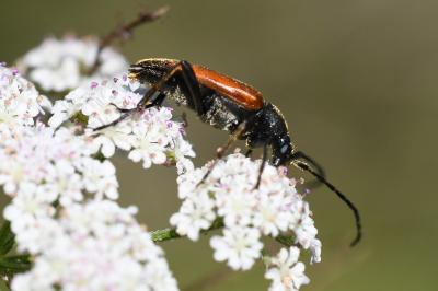 <i>Stenurella melanura</i>