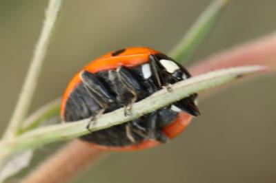 <i>Coccinella septempunctata</i>