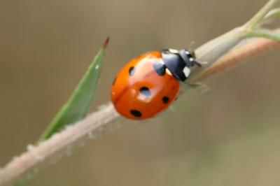 <i>Coccinella septempunctata</i>