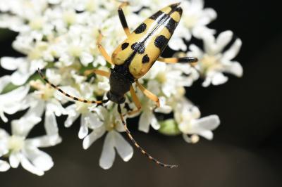 <i>Rutpela maculata</i>