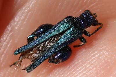 <i>Oedemera nobilis</i>