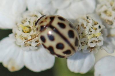 <i>Tytthaspis sedecimpunctata</i>