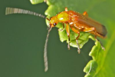 <i>Rhagonycha fulva</i>