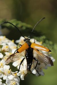 <i>Stictoleptura fulva</i>
