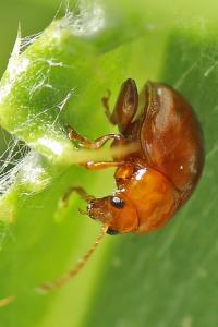 <i>Sphaeroderma</i>
