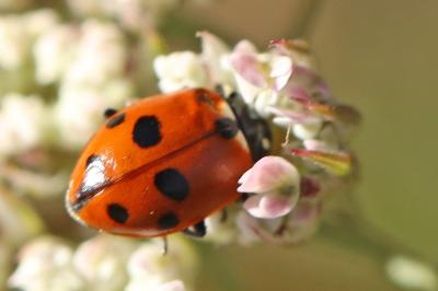 <i>Hippodamia variegata</i>