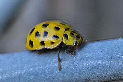 <i>Psyllobora vigintiduopunctata</i>