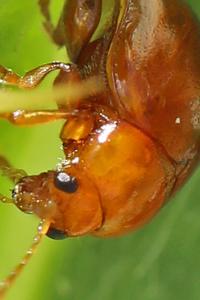 <i>Sphaeroderma</i>