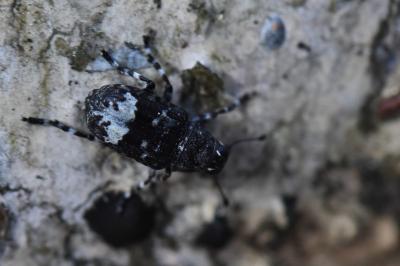 <i>Tropideres albirostris</i>