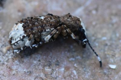 <i>Platystomos albinus</i>