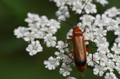 <i>Rhagonycha fulva</i>