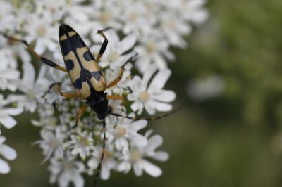 <i>Rutpela maculata</i>
