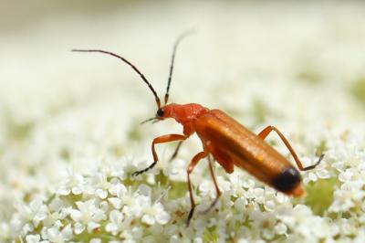 <i>Rhagonycha fulva</i>