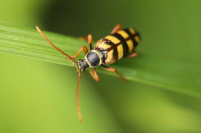<i>Leptura aurulenta</i>
