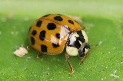 <i>Harmonia axyridis</i>
