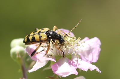 <i>Rutpela maculata</i>
