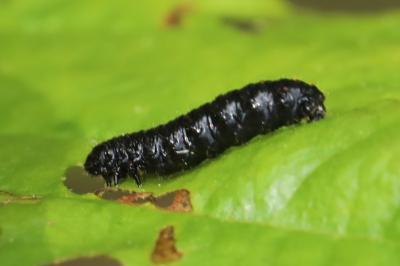 <i>Agelastica alni</i>