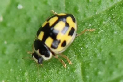 Coccinelle à damier