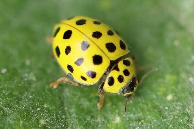 <i>Psyllobora vigintiduopunctata</i>