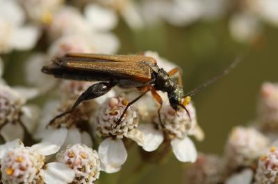 <i>Oedemera podagrariae</i>