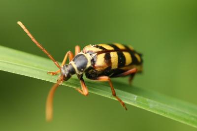 <i>Leptura aurulenta</i>