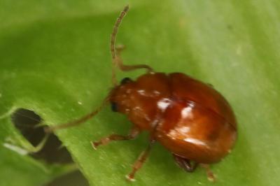 <i>Sphaeroderma</i>