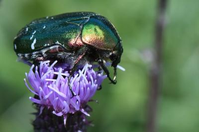 <i>Cetonia aurata</i>