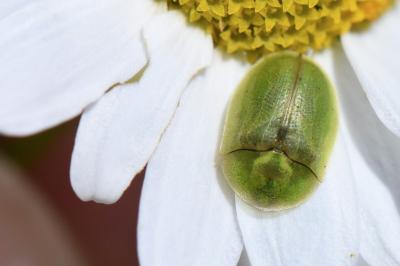 <i>Cassida</i>