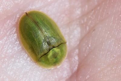 <i>Cassida</i>