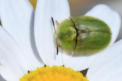 <i>Cassida</i>