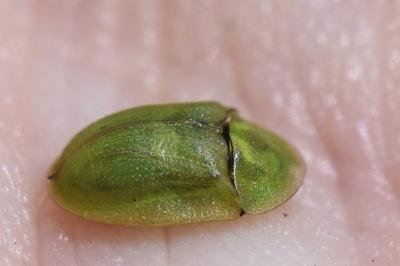 <i>Cassida</i>