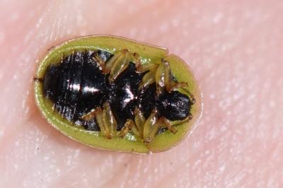 <i>Cassida</i>
