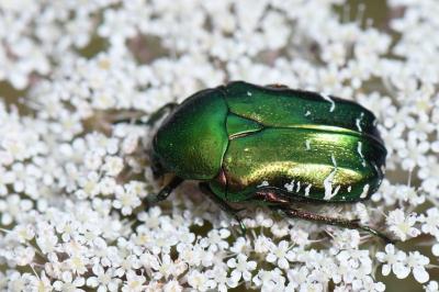 <i>Cetonia aurata</i>