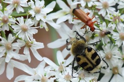 <i>Trichius gallicus</i>