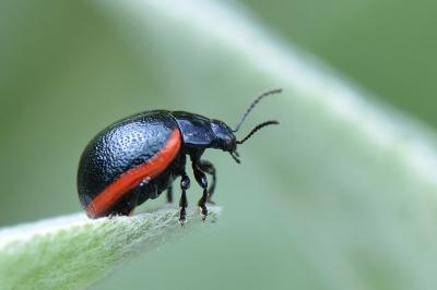 <i>Chrysolina</i>
