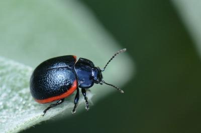 <i>Chrysolina</i>