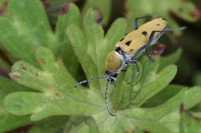 <i>Chlorophorus glabromaculatus</i>