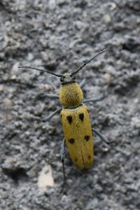 <i>Chlorophorus glabromaculatus</i>