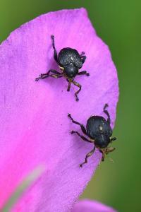 <i>Mononychus punctumalbum</i>
