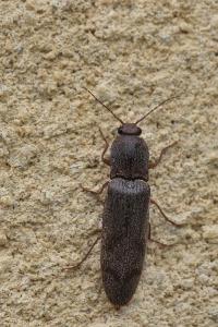 <i>Stenagostus rhombeus</i>