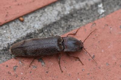 <i>Stenagostus rhombeus</i>