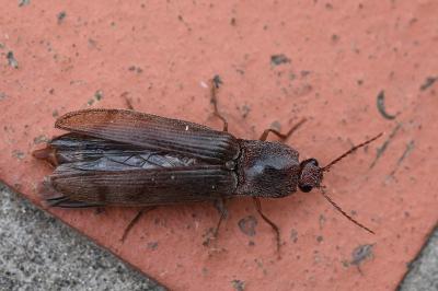 <i>Stenagostus rhombeus</i>