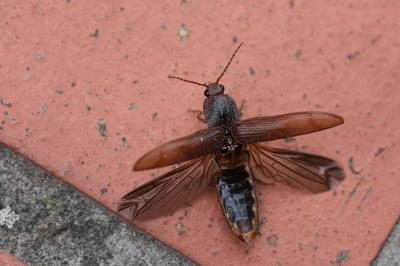 <i>Stenagostus rhombeus</i>
