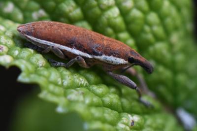 <i>Lixus ochraceus</i>